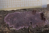 Trichaptum perenne image