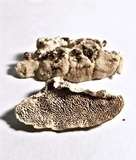 Antrodiella zonata image