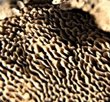 Antrodiella zonata image