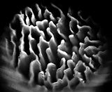 Antrodiella zonata image