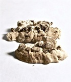 Antrodiella zonata image