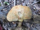 Boletinellus merulioides image