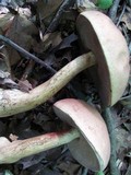 Tylopilus rubrobrunneus image