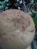 Tylopilus rubrobrunneus image