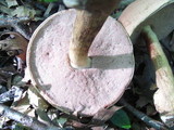 Tylopilus rubrobrunneus image