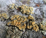 Rhizoplaca chrysoleuca image