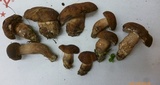 Tylopilus variobrunneus image