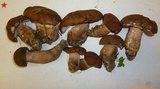 Tylopilus variobrunneus image