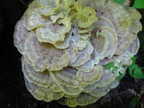Meripilus sumstinei image