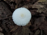 Leucocoprinus cepistipes image