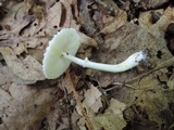 Leucocoprinus cepistipes image