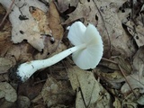 Leucocoprinus cepistipes image