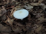Leucocoprinus cepistipes image