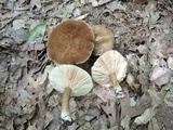 Lactarius lignyotus image