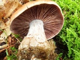 Cortinarius bivelus image