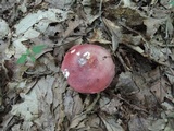 Russula vinacea image