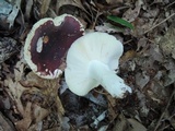 Russula vinacea image