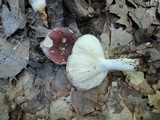 Russula vinacea image