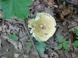 Russula cyanoxantha image