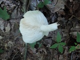 Russula cyanoxantha image