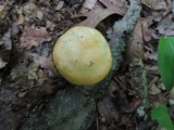 Russula cyanoxantha image