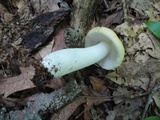 Russula cyanoxantha image