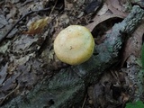 Russula cyanoxantha image