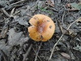 Russula foetentula image