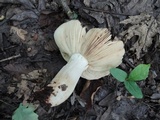 Russula foetentula image