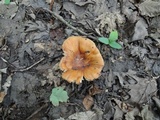 Russula foetentula image