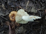 Russula foetentula image