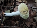 Russula rubescens image