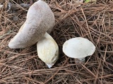 Tylopilus rhoadsiae image