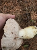 Tylopilus rhoadsiae image