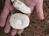 Tylopilus rhoadsiae image