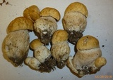 Boletus nobilissimus image