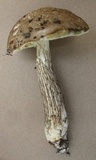 Leccinellum albellum image