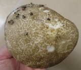 Leccinellum albellum image