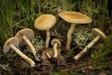 Agrocybe paludosa image
