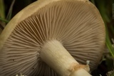 Agrocybe paludosa image
