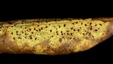 Lophodermium schweinitzii image