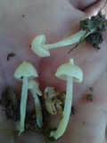 Entoloma stylophorum image