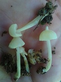 Entoloma stylophorum image