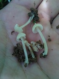 Entoloma stylophorum image