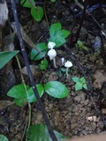 Entoloma stylophorum image
