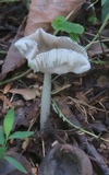 Amanita sect. Vaginatae image