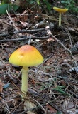 Amanita banningiana image
