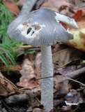 Amanita sect. Vaginatae image