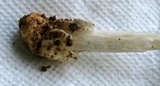 Amanita sect. Vaginatae image