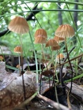 Marasmius siccus image